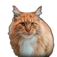 FATCAT