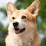 BNBDOG's token logo